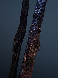 Descripción de la imagen 3